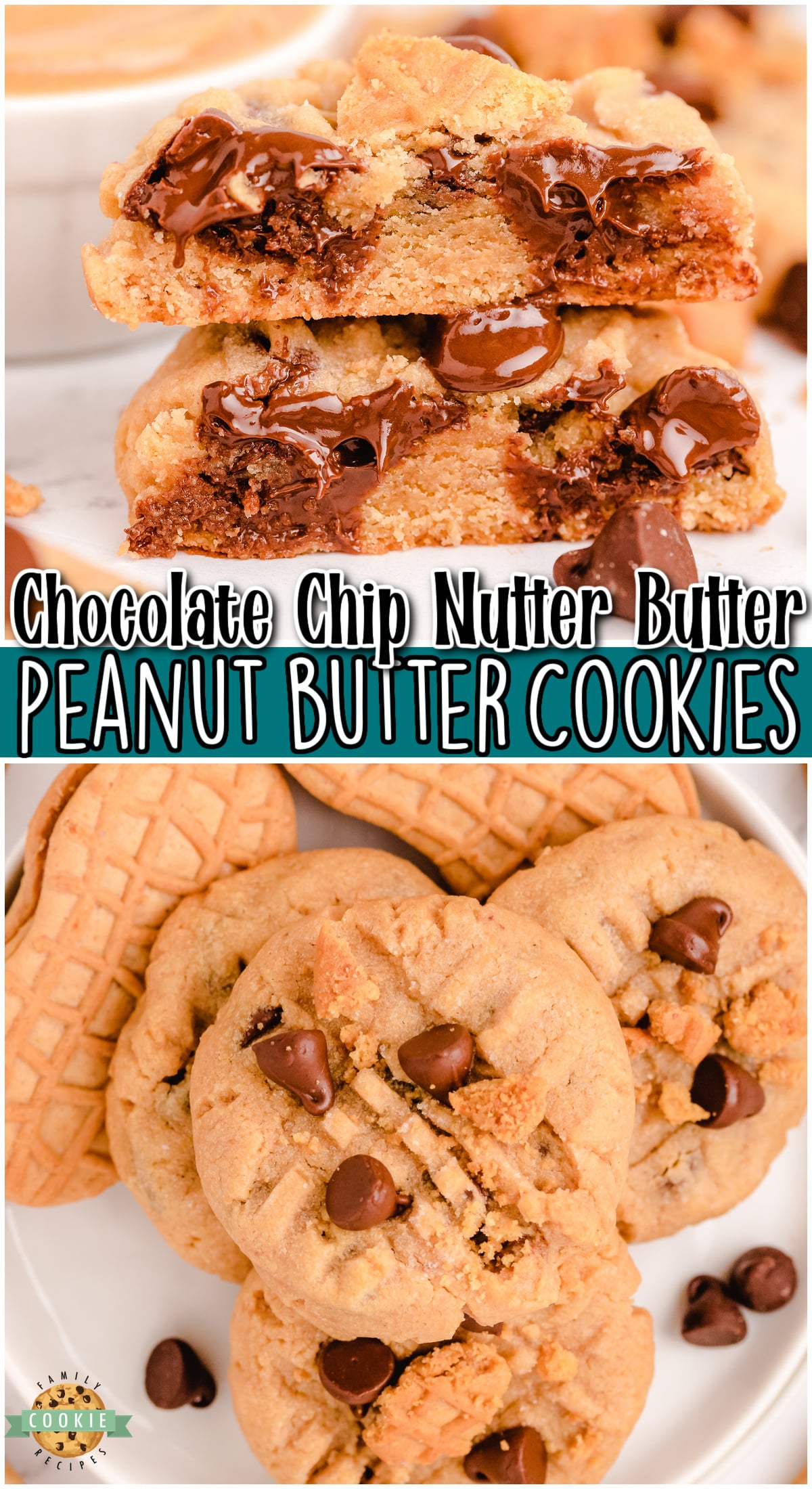 Nutter Butter Chocolate Chip Peanut Butter Cookies include the BEST combination: peanut butter + chocolate! Nutter Butter lovers unite with these peanut butter chocolate chip cookies you won't be able to get enough of.