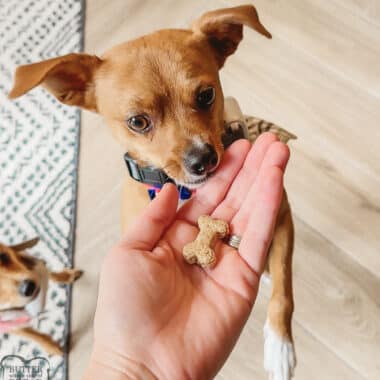 cute dog eating homemade peanut butter bacon dog biscuits