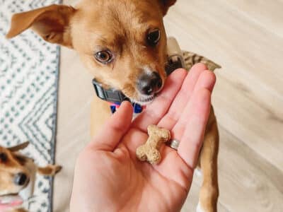 cute dog eating homemade peanut butter bacon dog biscuits