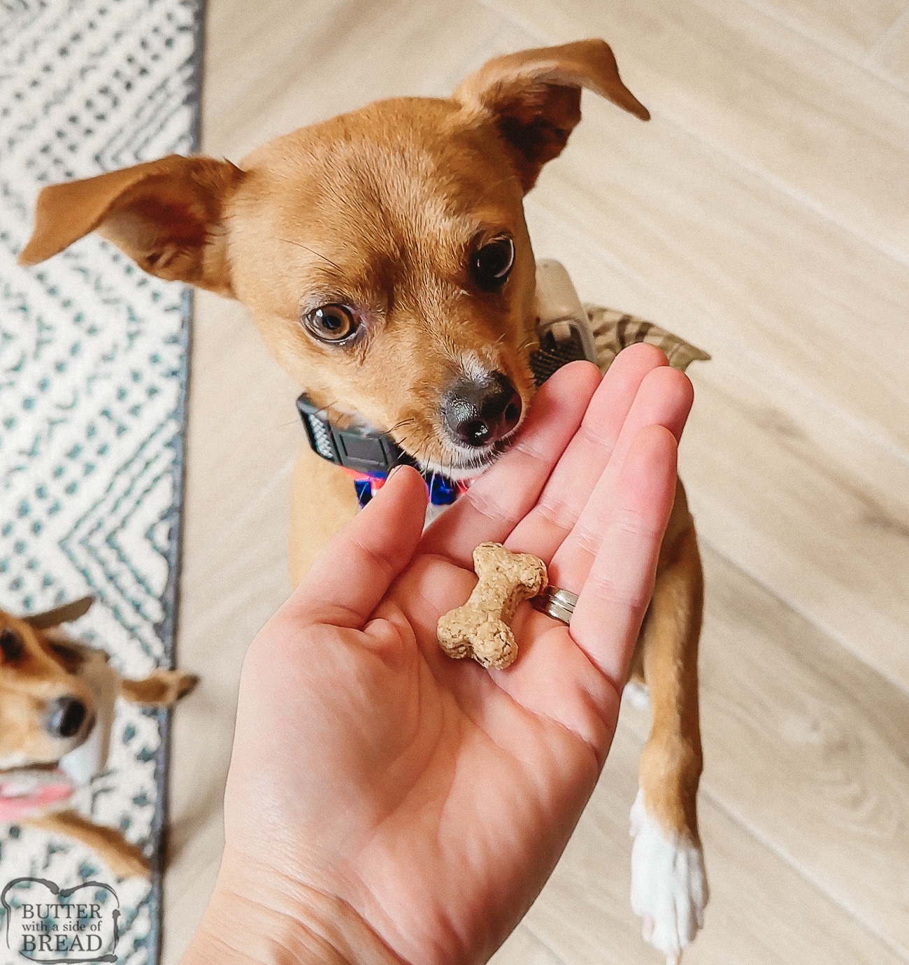 cute dog eating homemade peanut butter bacon dog biscuits